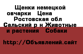 Щенки немецкой овчарки › Цена ­ 5 000 - Ростовская обл., Сальский р-н Животные и растения » Собаки   